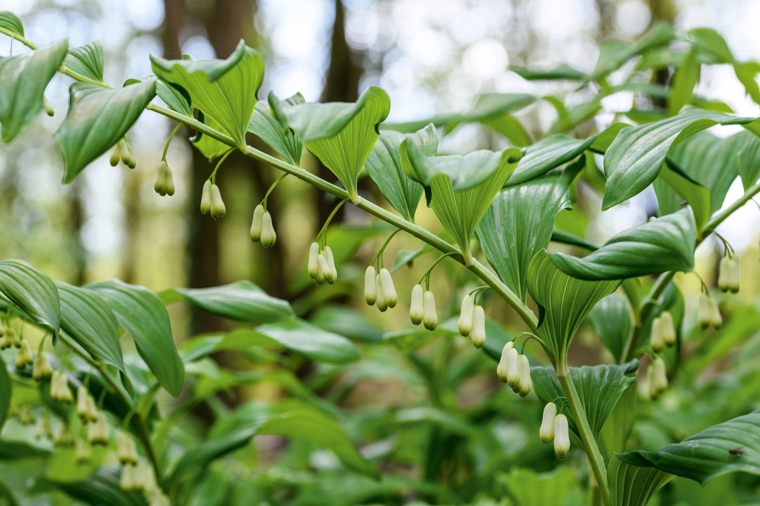 Polygonatum Plant Profile - Crug Plants (6th May 2021)