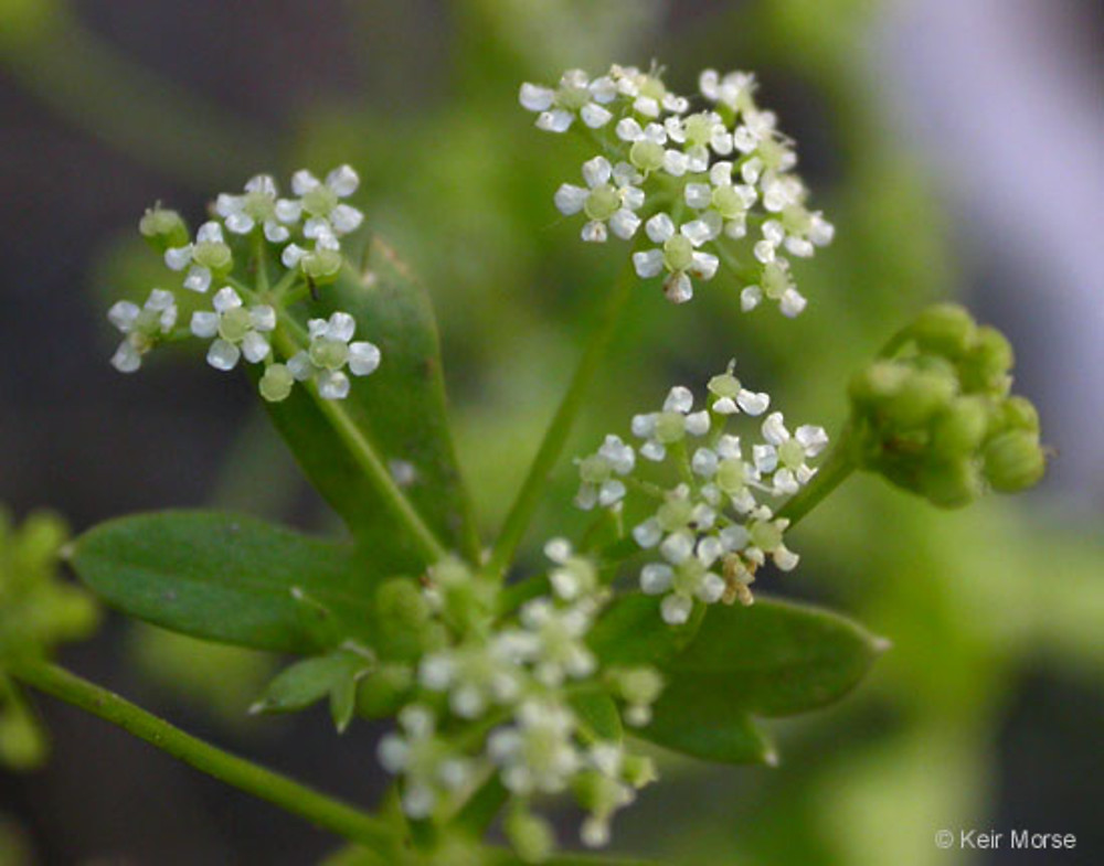 apium-graveolens-fl-kmorse