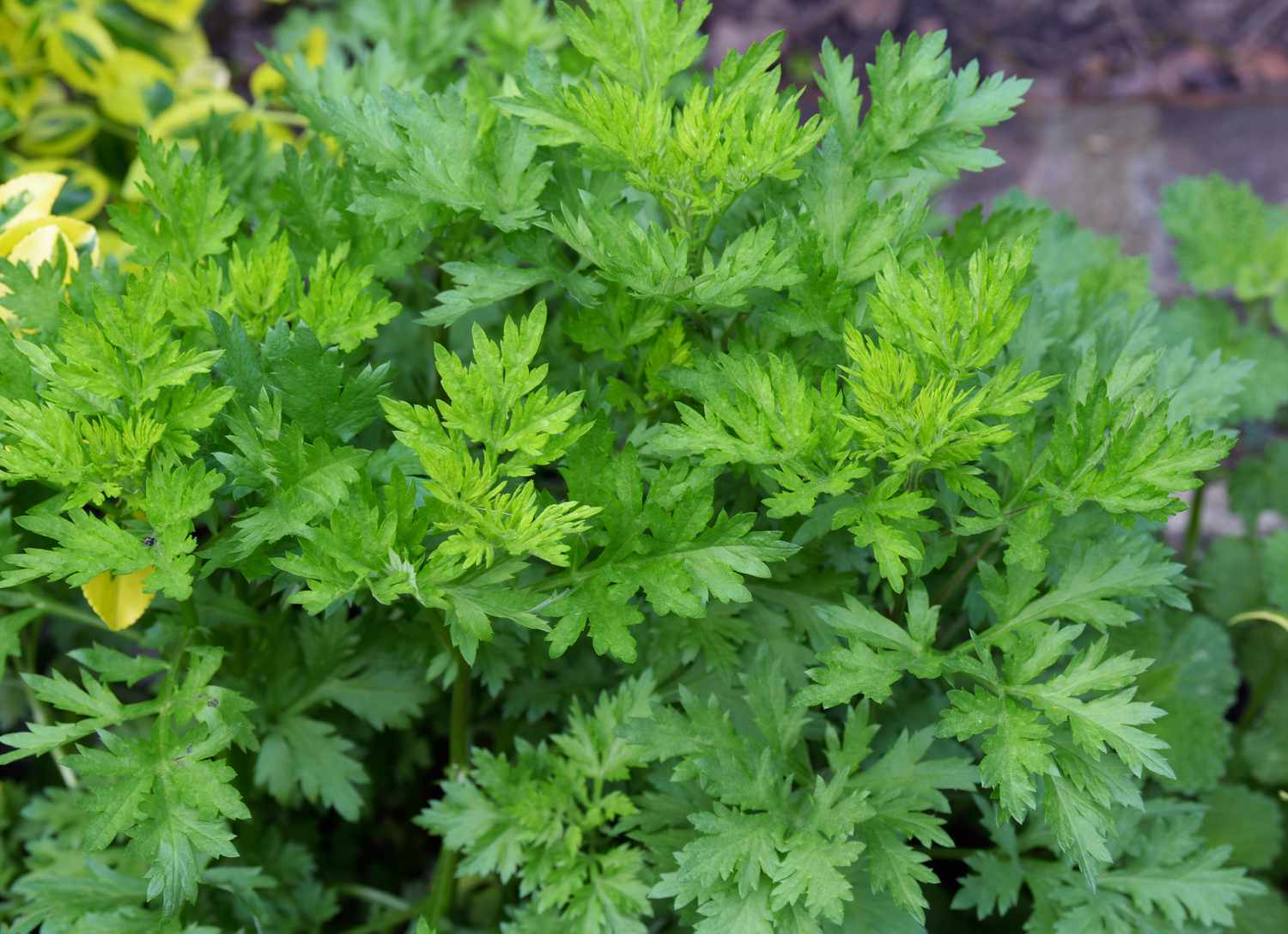 how-to-grow-mugwort-5077403-hero-75c95bdf02114d04b9e8325a62f7a7bc