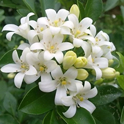 jasmine-flower-500x500