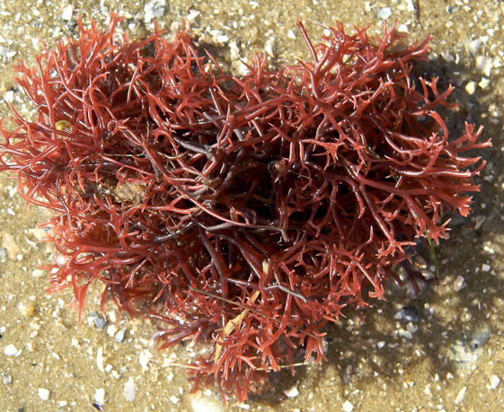red-algae