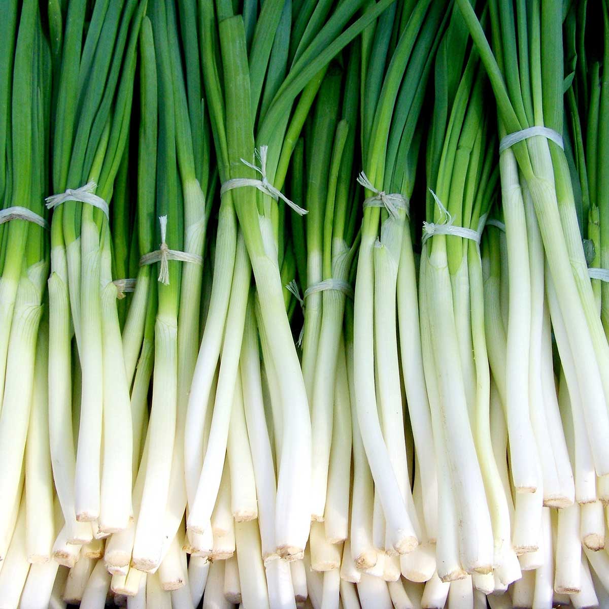 scallions